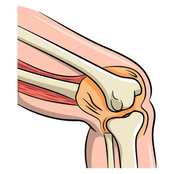 Vector illustration human knee joint side view showing anatomical structure bone ligaments cartilage medical reference and educational health anatomy themed artwork