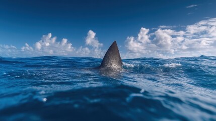 A shark fin rises above the surface of the ocean water under a clear sky. The scene shows the deep blue sea with some clouds nearby indicating a sunny day.