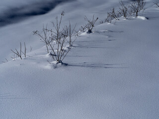 雪に覆われた森　冬景色　長野県白馬村