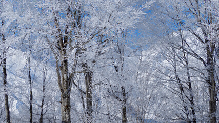 雪に覆われた森　冬景色　長野県白馬村