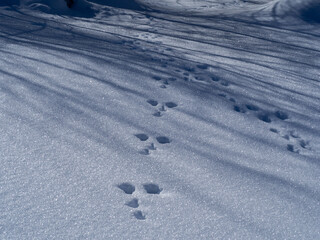 雪に覆われた森　冬景色　長野県白馬村