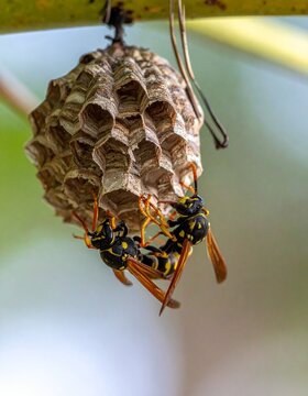 Wasps Building a Nest on a Branch