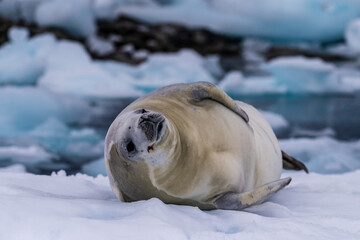 Close-up of a crabeater seal -Lobodon carcinophaga- resting on a small iceberg near the fish islands on the Antarctic peninsula