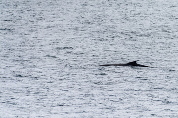 Close-up of the back of a diving humpback whale -Megaptera novaeangliae- including the dorsal fin and blow hole. Image taken in the Gerlache strait, near Anvers island, in the Antarctic peninsula.