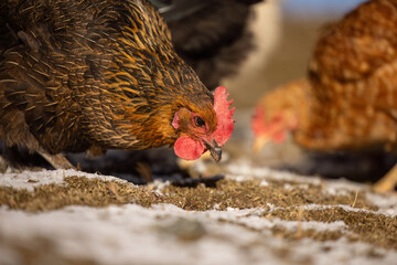 Brown laying hen pecking food on frosty ground in winter sunlight with detailed feathers and shallow depth of field