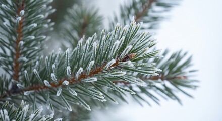 Winter frost gracefully coats verdant pine needles revealing nature's delicate artistry on a cold tranquil day. AI Generated