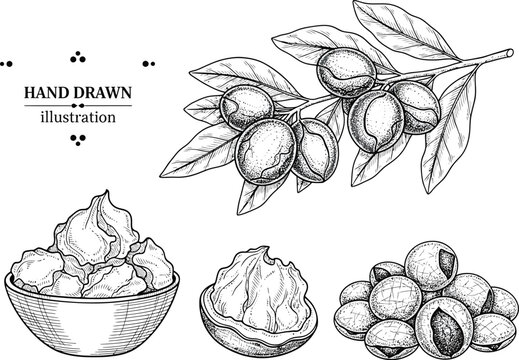 Hand drawn illustration of shea nuts, shea butter and shea tree branch