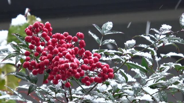 とりたて真っ赤な南天の実完売致しました。本当に有難うございました☆ 南天（なんてん）の実 | 【公式】出雲記念館