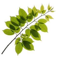 Naklejka premium Green leaves on a branch