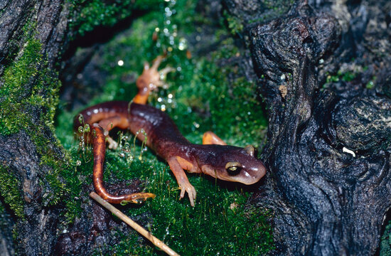 Yellow-eyed Ensatina (Ensatina eschscholtzii xanthoptica) salamander resting in a patch of green moss on an old, wet log. California. 