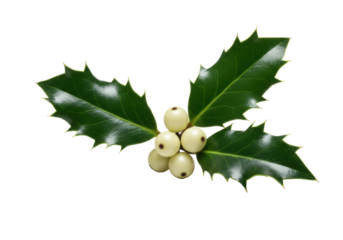 Classic holly sprig with two dark green glossy leaves, spiky edges, four bright white berries. Isolated on brilliant white with soft studio light. Timeless Christmas holiday atmosphere