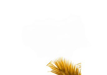 Radiant golden tropical palm fronds frame a transparent background with ample copy space, bathed in brilliant natural sunlight, a clean commercial design concept