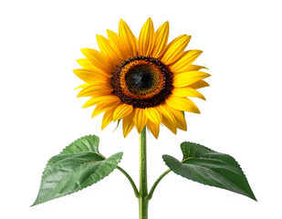 Obraz premium Vibrant Sunflower Bloom On Green Stem.