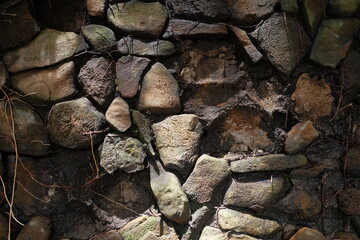 Sunlit Natural and Mossy Stone Wall Texture