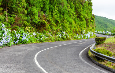 Winding road in Sete Cidades, Azores, surrounded by lush greenery and blooming hydrangeas. A scenic route with vibrant flowers and caldera views. Portugal's natural beauty on Sao Miguel Island.