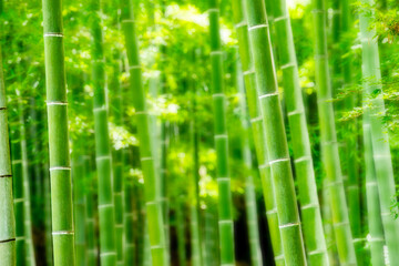 Sunlit Green Bamboo Forest with Soft Focus and Natural Background