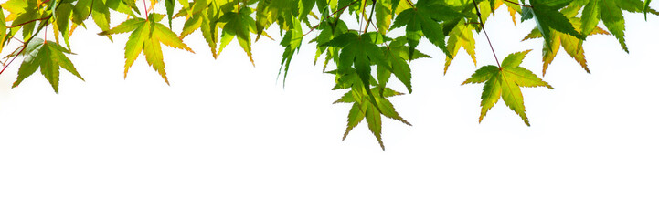 Fresh Green Japanese Maple Leaves Frame Isolated on White Background