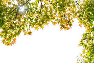 Fresh Green Japanese Maple Leaves Frame Isolated on White Background