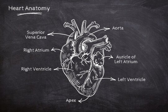 A hand-drawn human heart anatomy diagram on a chalkboard style background, featuring labels like the aorta, ventricles, and vena cava. Perfect for medical education and textbook illustrations.