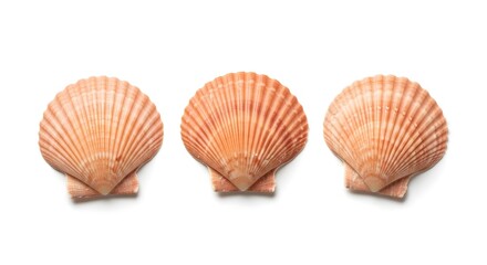 Obraz premium Three Orange Scallop Shells on White Background