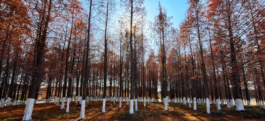 ‌The scenery of redwood forests in Zhangjiagang Riverside Park in late December