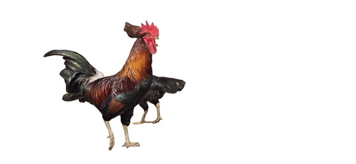 Colorful rooster standing proudly with vibrant plumage and a striking red comb against a plain background png with transparency © khalil