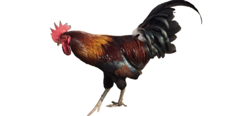Colorful rooster with vibrant plumage standing on one leg showcasing its striking transparent background and plain white background