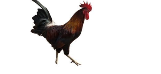 A proud rooster with vibrant plumage and a striking comb stands confidently against a clean white alpha channel with white background