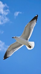 A majestic seabird soars effortlessly against a brilliant blue sky. Its wings, outstretched, showcase graceful movement. White and gray feathers