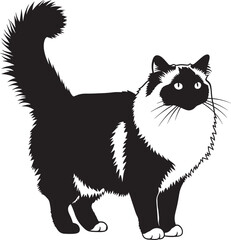 Beautiful black and white cat standing and looking to side © Abul_Kashem