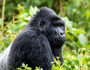Naklejka premium A majestic silverback gorilla sits amongst vibrant green foliage, gazing thoughtfully to the side. Its fur is dark and fluffy