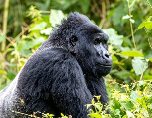 Naklejka premium A majestic silverback gorilla, framed by lush, green foliage, gazes thoughtfully with a calm expression. The animal appears relaxed, displaying its thick, black fur