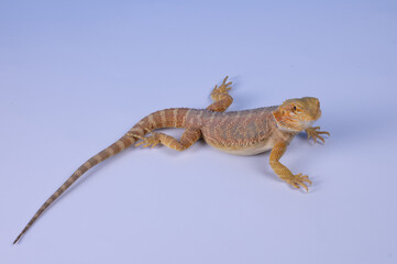 Fototapeta premium Bearded Dragon