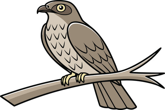 Bulbul Bird Single Animal Illustration. Realistic Bulbul Bird Standing Pose. Bulbul Bird Nature Wildlife Illustration. Single Bulbul Bird Detailed Artwork. Bulbul Bird Perched on Branch Concept