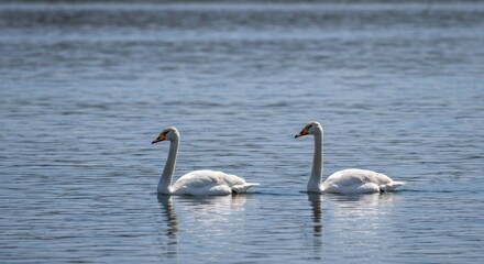 Two graceful swans glide on tranquil water