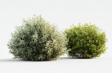 Two round bushes, one silver-green, one vibrant green, on a white background