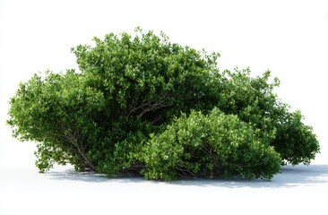 Lush, green bush with dense foliage, seen against a bright, clean backdrop