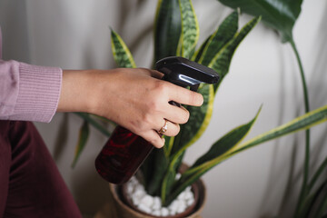 Hand holding spray bottle near a houseplant