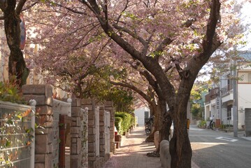 桜の木が並ぶ静かな住宅街の道端