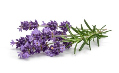 Fresh Sprigs of Purple Lavender and Green Rosemary Isolated on White Background, Aromatic Herbs for Culinary and Wellness Use