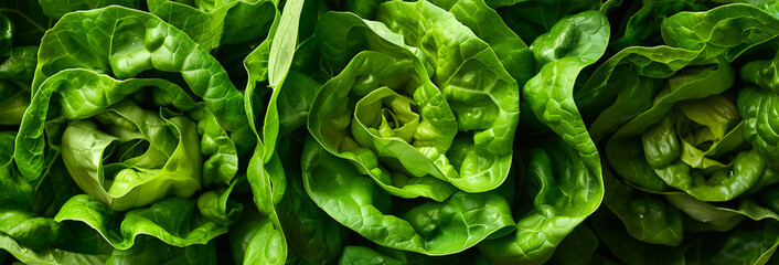 Fresh green lettuce arranged neatly in rows at a market