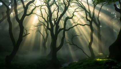 Obraz premium misty morning in the forest