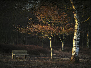 Golden light illuminates a birch and budding tree, beside a solitary bench in a deep, dark forest, casting warm glow