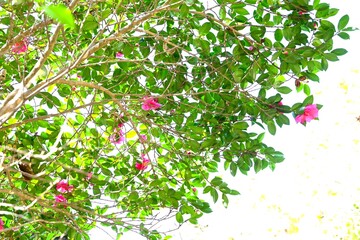Camellia sasanqua flowers. Theaceae evergreen flowering tree. Red, pink or white five-petal flowers bloom from late autumn to early winter.
