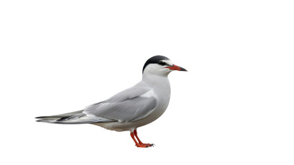 Obraz premium Common Tern bird standing with black cap and orange beak isolated PNG with Transparent Background