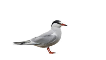 Common Tern bird standing with black cap and orange beak isolated PNG with Transparent Background