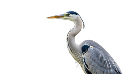Obraz premium Close-up of a majestic Grey Heron bird in profile isolated PNG with Transparent Background