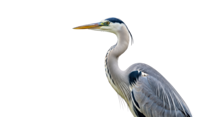 Close-up of a majestic Grey Heron bird in profile isolated PNG with Transparent Background
