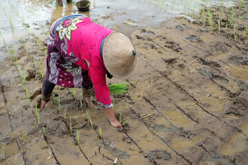 Farmers plant rice seedlings in the rice fields                                 