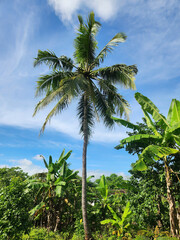 Naklejka premium Tall coconut palm above banana trees under bright tropical sky. Coconut tree landscape with banana grove and summer clouds. Tropical palm rising high over lush greenery for travel concept. 